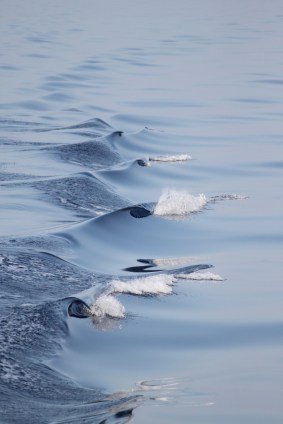 32 - It's best not to define the ocean by the surfability of the swell...